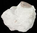 Nice, Prone Flexicalymene Trilobite - Ohio #57527-4